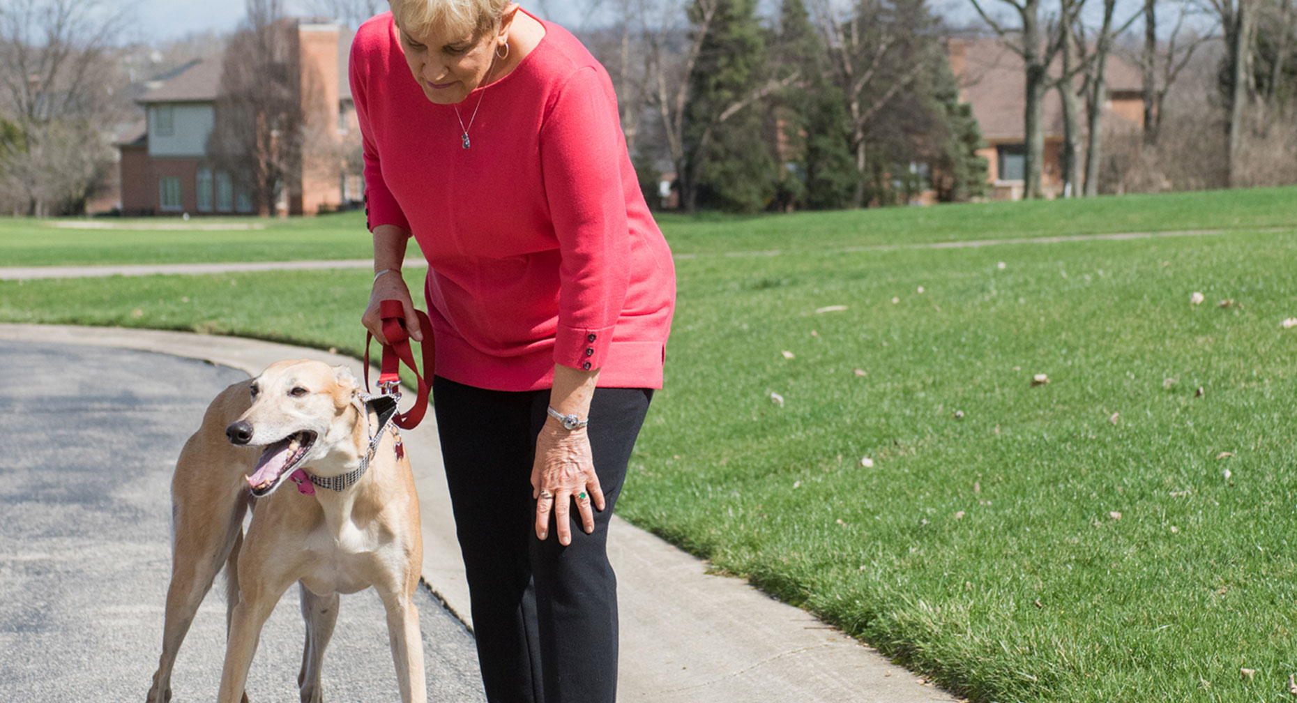 how long before dog put weight on torn meniscus